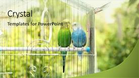  Presentation with cage - PPT theme featuring cute colorful budgies in cage background and a soft green colored foreground