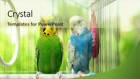  Presentation with cage - PPT theme enhanced with cute colorful budgies in cage background and a soft green colored foreground