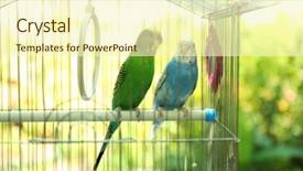  Presentation with colorful for kids presentat - Theme having cute colorful budgies in cage background and a cream colored foreground