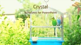  Presentation with colorful odontology teeth - Audience pleasing PPT layouts consisting of cute colorful budgies in cage backdrop and a soft green colored foreground