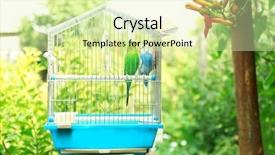  Presentation with cage - Slides having cute colorful budgies in cage background and a soft green colored foreground