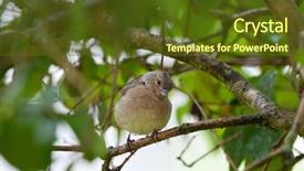  Presentation with passerine - Cool new PPT theme with cute common chaffinch passerine bird backdrop and a tawny brown colored foreground