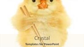  Presentation with chick - PPT theme having cute-cool-chick-chinese-chicken background and a blonde colored foreground