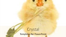  Presentation with healthy food - Beautiful presentation theme featuring cute-cool-chick-eats-celery backdrop and a blonde colored foreground