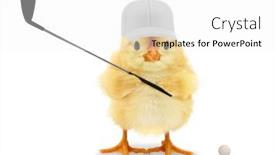  Presentation with chick - PPT layouts with cute-cool-chick-golf-player background and a white colored foreground