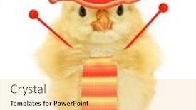  Presentation with knitting - Cool new slide deck with cute-cool-chick-knitting-knitwear backdrop and a yellow colored foreground