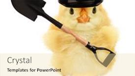  Presentation with chick - PPT theme with cute-cool-chick-manual-worker background and a blonde colored foreground