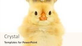  Presentation with bunny - Presentation design featuring cute-cool-chick-with-bunny background and a blonde colored foreground