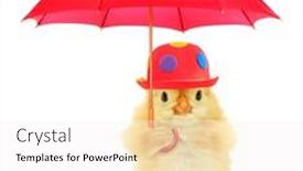  Presentation with chick - Slide set enhanced with cute-cool-chick-with-red background and a white colored foreground