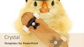  Presentation with chick - Colorful PPT theme enhanced with cute-cool-chick-with-skateboard backdrop and a yellow colored foreground