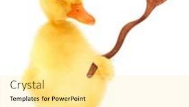  Presentation with cute duck - Beautiful theme featuring cute-cool-duckling-chef-duck backdrop and a blonde colored foreground