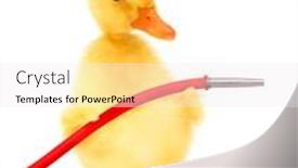  Presentation with cute duck - Theme enhanced with cute-cool-duckling-fireman-duck background and a sky blue colored foreground