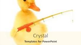  Presentation with cute duck - Presentation design consisting of cute-cool-duckling-fisherman-duck background and a blonde colored foreground