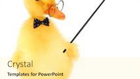  Presentation with cute duck - Beautiful slide deck featuring cute-cool-duckling-teacher-professor backdrop and a blonde colored foreground