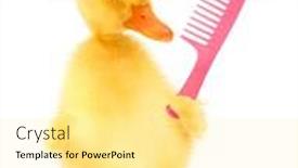  Presentation with crazy - Colorful slide set enhanced with cute-cool-duckling-with-crazy backdrop and a blonde colored foreground