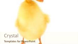  Presentation with cool - Cool new PPT theme with cute-cool-duckling-with-skateboard backdrop and a cream colored foreground