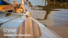  Presentation with expedition - PPT layouts featuring cute-corgi-dog background and a coral colored foreground