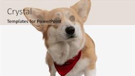  Presentation with cute - Presentation theme enhanced with cute-corgi-wearing-neck-red and a coral colored foreground