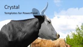  Presentation with cow cute - PPT layouts enhanced with cute cow and blue sky background and a light blue colored foreground