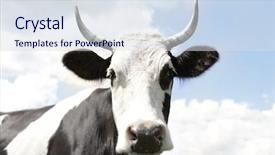 Presentation with cow cute - Slide deck featuring cute cow and blue sky background and a  colored foreground