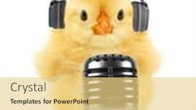  Presentation with baby animals - PPT layouts having cute-crazy-yellow-fluffy-chick background and a yellow colored foreground