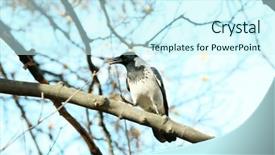 Presentation with crow - Cool new slides with cute crow with spoil sitting on branch sky background backdrop and a cool aqua colored foreground