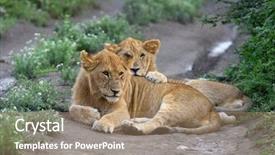  Presentation with lion king - Presentation having cute cubs lions resting background and a coral colored foreground