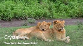  Presentation with lions - Presentation design consisting of cute cubs lions resting background and a violet colored foreground