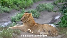  Presentation with lions - Cool new slides with cute-cubs-lions-resting backdrop and a coral colored foreground