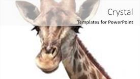  Presentation with curiosity - Slide set having cute-curiosity-giraffe-isolated background and a white colored foreground