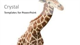  Presentation with curiosity - Presentation design having cute-curiosity-giraffe-isolated background and a white colored foreground