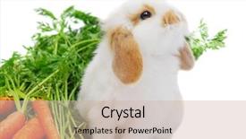  Presentation with carrots - Presentation with cute curious white lop ear baby rabbit sitting next to his carrots background and a soft green colored foreground