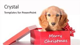  Presentation with dachshund - Colorful PPT layouts enhanced with cute dachshund puppy in a red gift box for christmas backdrop and a white colored foreground