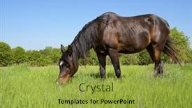  Presentation with dark green - Slide deck enhanced with cute-dark-bay-arabian-horse and a yellow colored foreground