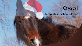  Presentation with horse - Presentation design having cute dark bay horse wearing background and a light blue colored foreground