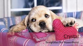  Presentation with american heart - Amazing slides having cute dog - american cocker spaniel and valentine backdrop and a red colored foreground