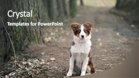  Presentation with rain forest walk way - Slides having cute dog - australian shepherd puppy sitting background and a dark gray colored foreground
