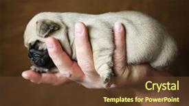  Presentation with cute baby - Beautiful slide deck featuring cute dog - baby pug chug mix puppy backdrop and a tawny brown colored foreground