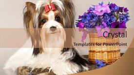  Presentation with flowers - Slide deck consisting of cute dog - beaver yorkshire terrier and flowers background and a coral colored foreground