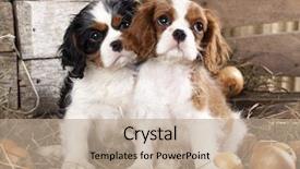  Presentation with puppy english cocker spaniel - Slide deck with cute dog - cavalier king charles spaniel puppy background and a coral colored foreground