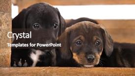  Presentation with gear wheels on wooden - Slides enhanced with symbol of magnifier with events background and a violet colored foreground