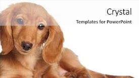  Presentation with growing micro greens isolated - Audience pleasing PPT theme consisting of cute dog - dachshund puppy isolated on white backdrop and a  colored foreground