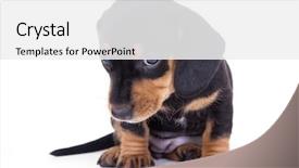  Presentation with dachshund - Beautiful presentation theme featuring cute dog - dachshund puppy backdrop and a white colored foreground