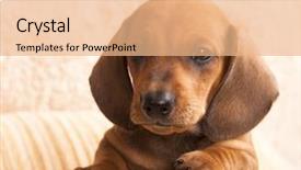  Presentation with dachshund - PPT theme consisting of floating houses in manaus amazon brazil background and a light gray colored foreground