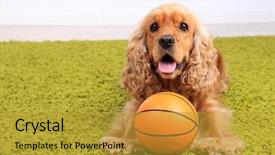  Presentation with puppy english cocker spaniel - PPT theme having cute dog - english cocker spaniel on carpet background and a gold colored foreground