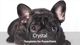  Presentation with dog - Presentation design with cute dog - french bulldog background and a dark gray colored foreground
