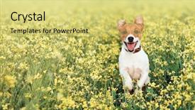  Presentation with meadow - PPT theme featuring cute dog - jack russel on flower meadow background and a yellow colored foreground