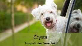  Presentation with puppy - Audience pleasing presentation consisting of cute dog - maltese puppy looking backdrop and a gold colored foreground