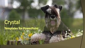  Presentation with dog park - Colorful presentation enhanced with cute dog - miniature schnauzers playing backdrop and a tawny brown colored foreground