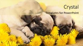  Presentation with jasmine spring flowers - PPT theme enhanced with cute dog - pug puppy and spring dandelions background and a blonde colored foreground